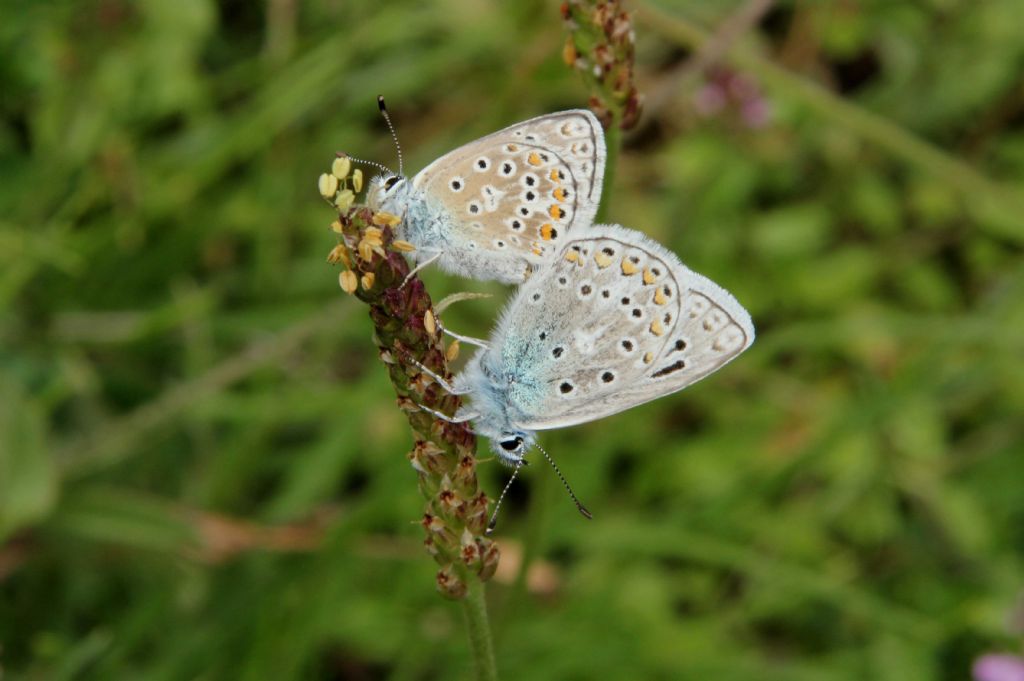 M e F  : foto di coppia